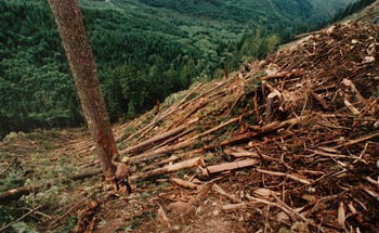 Deforestacin en Latinoamerica
